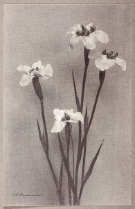 William Edward Dassonville - Study of Iris, circa 1900, printed later