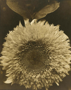 Edward Steichen - Double Sunflower, 1920