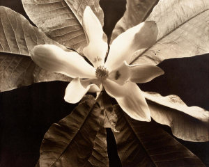 Edward Steichen - Magnolia Blossom, Voulanglis, circa 1921
