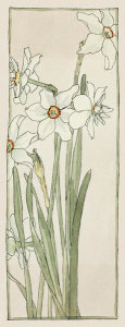 Hannah Borger Overbeck - Untitled (Poet's Narcissus), circa 1915