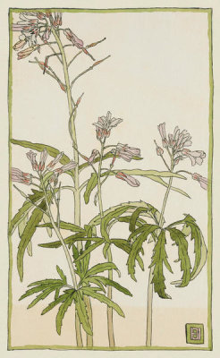 Hannah Borger Overbeck - Pink Flowers with Spiky Green Leaves, circa 1915