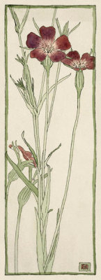 Hannah Borger Overbeck - Untitled (Corn Cockle), circa 1915
