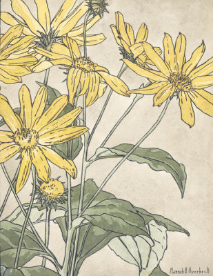 Hannah Borger Overbeck - Sunflowers (possibly Jerusalem Artichoke), circa 1915